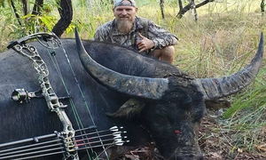 Trâu rừng hấp hối gom hơi tàn húc thợ săn để trả thù