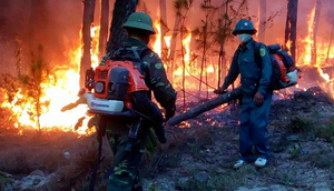 Lửa thiêu rụi hàng chục hecta rừng ở Nghệ An