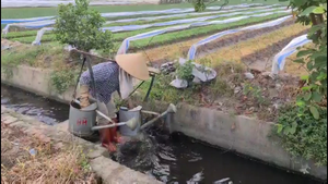 Cận cảnh công nghệ sản xuất rau tưới bằng nguồn nước ô nhiễm