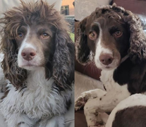 Ảnh chó cưng làm đẹp: Fan nhạc rock biến thành quý tộc sang chảnh