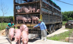 Bác thông tin lợn sống nhập khẩu từ Thái Lan về Việt Nam có chất cấm