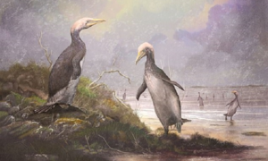 Cặp chim 'song sinh' nhưng sống cách nhau hơn 30 triệu năm