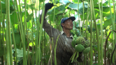 Trồng sen 'khổng lồ' lấy hạt, nông dân thu cả trăm triệu đồng