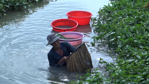 Ngâm mình dưới nước săn trùn chỉ ở An Giang