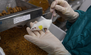 Năm sau, Việt Nam dự kiến thử vaccine COVID-19 trên người