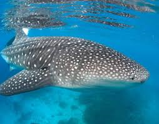 'Đôi mắt bọc thép' được bảo vệ bởi 3.000 chiếc răng của cá mập voi