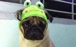 Chủ tiệm cầm đồ méo mặt vì món hàng đặc biệt