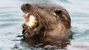 'Cỗ máy giết người' giúp rái cá làm thịt cá mù làn quý hiếm