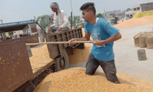 Trường đóng cửa vì COVID-19, giáo viên tiểu học làm bốc vác kiếm sống