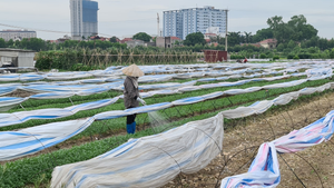 Kinh hoàng tưới rau xanh bằng nước thải ô nhiễm: Chính quyền cũng bất lực