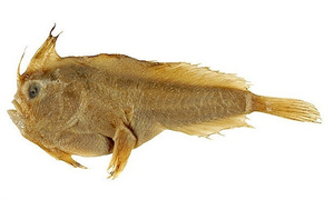 Loài cá biển đầu tiên tuyệt chủng trong thời hiện đại