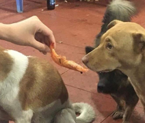 2 chú chó 'ăn mày' quyết không chén tôm chưa bóc vỏ