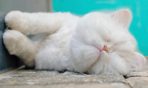 Chú mèo mù Ba Tư sở hữu lượng fan lớn trên mạng xã hội