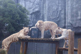 Dịch vụ giữ giấy hôn thú trong chuồng hổ