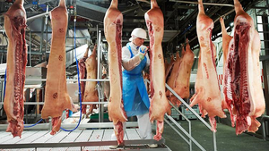 Châu Âu tiếp tục phát hiện nhiều ca lây nhiễm COVID-19 từ ổ dịch lò mổ 