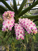 'Dân chơi' Sài thành không thể không biết đến thương hiệu Mê Lan