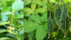 Dây thìa canh, khổ qua rừng giúp hỗ trợ điều trị tiểu đường hiệu quả