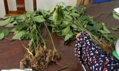 Bắt giam kẻ nhổ trộm 74 cây sâm Ngọc Linh