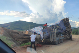 Dậy sóng hình ảnh xe tải chở cây cổ thụ khổng lồ ở Nghệ An