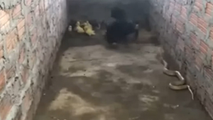 Gà mái tung liên hoàn cước đánh bại rắn hổ mang