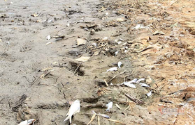 Nắng nóng kéo dài, ruộng đồng nứt toác, cá chết trắng bờ sông Cấm