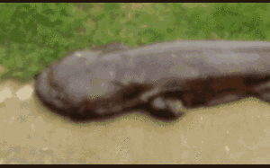 Sinh vật kỳ lạ xuất hiện sau mưa lớn khiến dân mạng tranh cãi