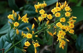 Hà Giang: Ăn nhầm lá ngón, 5 người thương vong