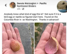 Người đàn ông Mỹ hoang mang vì nhặt được vỏ vải thiều