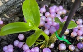 Náo loạn giao dịch hoa lan vài chục tỷ đồng: Làm giàu nhanh hơn buôn đất?