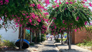 Lạc bước trên đường hoa giấy đẹp nhất Nha Trang