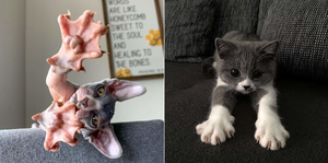 Dân mạng thế giới đọ ảnh mèo cưng khoe móng vuốt