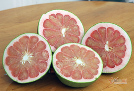 Bưởi lạ xuất hiện ở miền Tây, chưa được phép đã trồng hàng loạt