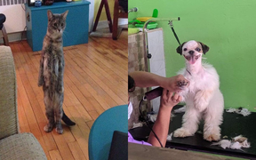 Ảnh: Độ 'ngáo' của thú cưng khiến ông bà chủ 'đứng hình'