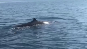 Cá voi dài hơn 4m xuất hiện ở vùng biển Cù Lao Chàm