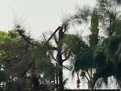 Học sinh bị điện giật chết khi cắt tỉa cây: Kiến nghị kỷ luật lãnh đạo trường