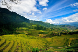 Mùa vàng rực rỡ của Y Tý