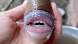 Sự thật về con cá kỳ dị có môi và răng giống người khiến dân mạng giật thót