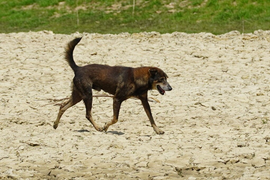 Bị chó cào, bé gái phát bệnh dại sau 3 tháng