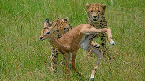 Báo mẹ 'bắt cóc' linh dương để dạy còn bài học săn mồi