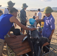 Ngư dân Hà Tĩnh cứu cá voi 200 kg