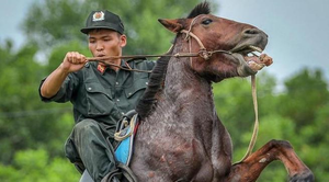 Xem cảnh sát cơ động thuần hóa ngựa chiến bất kham