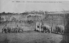 Bên trong đấu trường mãnh thú độc nhất vô nhị còn tồn tại ở Việt Nam có gì? 