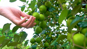 Mê mẩn vườn táo 5.000 m2 trĩu quả ở Đồng Nai