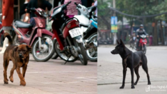 Chó thả rông, không rọ mõm, uy hiếp tính mạng người dân