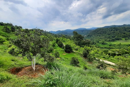 Macca Nutrition Việt Nam mời chào mua cổ phần, Hiệp hội Macca Việt Nam cảnh báo