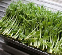 5 thực phẩm rất dễ gây ngộ độc, nhiễm khuẩn khi nấu sai cách