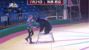 Dân mạng 'nổi đóa' với huấn luyện viên xiếc hành hạ gấu bằng dùi cui điện