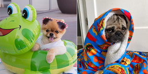 Những chú chó có hàng triệu người hâm mộ trên mạng xã hội