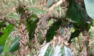 Điện Biên tìm cách xua đuổi đàn châu chấu nghi từ Trung Quốc tràn sang phá hoại