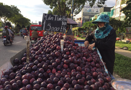 Mận Trung Quốc gắn mác Hà Nội tràn ngập trên phố Sài Gòn